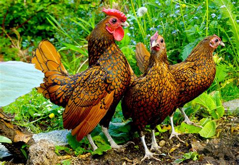 Razze di Galline: elenco e caratteristiche di ogni specie